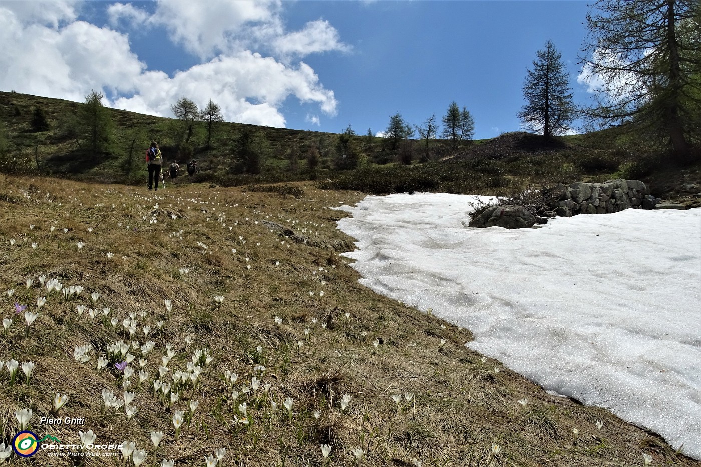 33 Ultime strisciate di neve con accanto crocus vernus.JPG